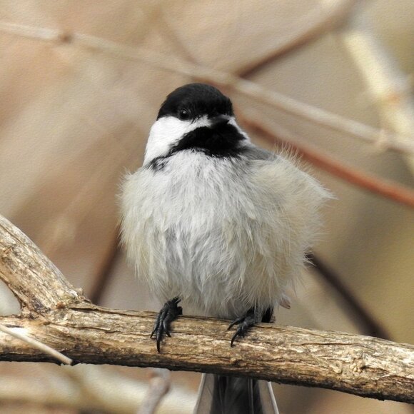 8x10 Chickadee Cute Fluffy Bird Oil Painting Photography Print - Picture 2 of 4